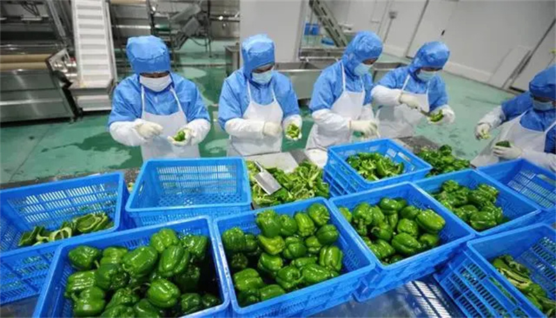 凈菜生產線與葉菜加工流水線都是預制菜規模生產的趨勢